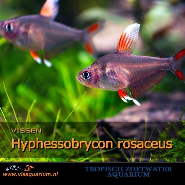 Hyphessobrycon rosaceus. A peaceful fish best kept in groups of 6 or more in aquarium
#aquarium #fish #aquariums #aquaria #aquariumfish #fishaquarium #freshaquarium #aquascape #aquariumhobby #freshwaterfish #monsterfish #aquascaping #aquaflora...