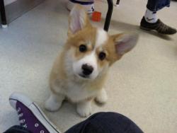 Corgiaddict:  I Got To Play With This Cutie Today!!! Along With Her 3 Sisters And