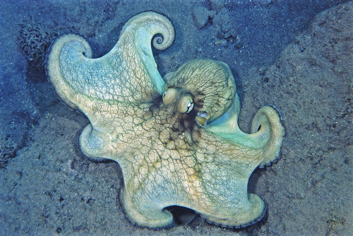 end0skeletal:1. Coconut Octopus (Amphioctopus marginatus)2. Blue-ringed Octopus (genus Hapalochlaena