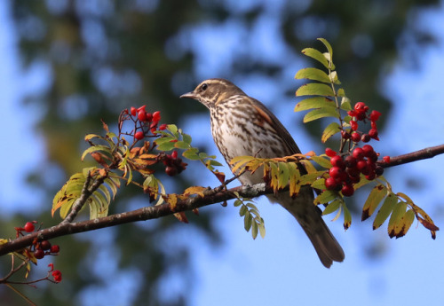 Redwing/rödvingetrast.