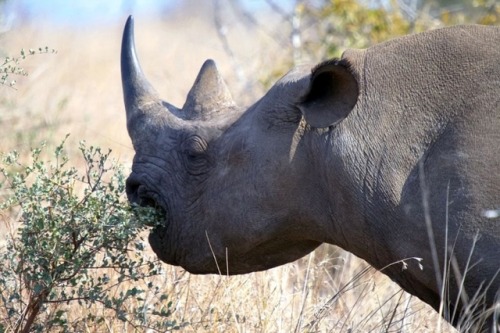 wapiti3:Black Rhinoceros (Diceros bicornis)Arno Meintjes photos