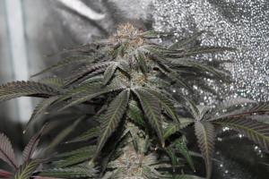 potterest-com:  The Clinic: Colorado To Spend $10 Million Studying Medical Marijuana