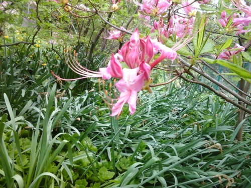 lesliegale:  Native swamp azalea,  Rhododendron viscosum, and pinxterbloom azalea, Rhododendron periclymenoides, 7 May 2014.