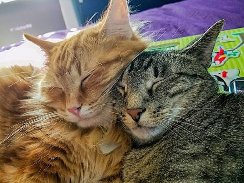 alphaskittenprincess: I’ve never seen them cuddle like this before. My heart! #instacute #cats