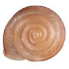 orange shell