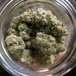 bayareadabs:  Some weed