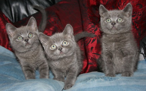 Male russian blue cat