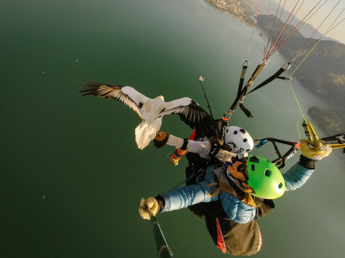 chrisbrinleejr:  I went parahawking in Pokhara, Nepal. Literally, the coolest thing ever. And, 