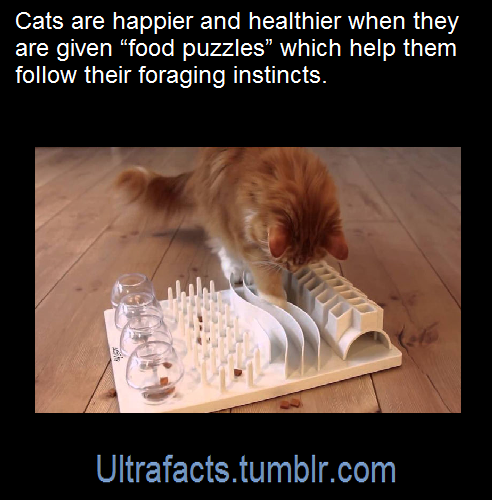 ultrafacts: Source [x] Click HERE for more facts 