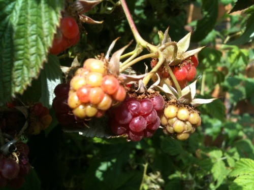 Shots from the garden today; strawberries, raspberries and apples! Some are ready for picking (and s