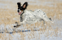 paws-down:  English setter.