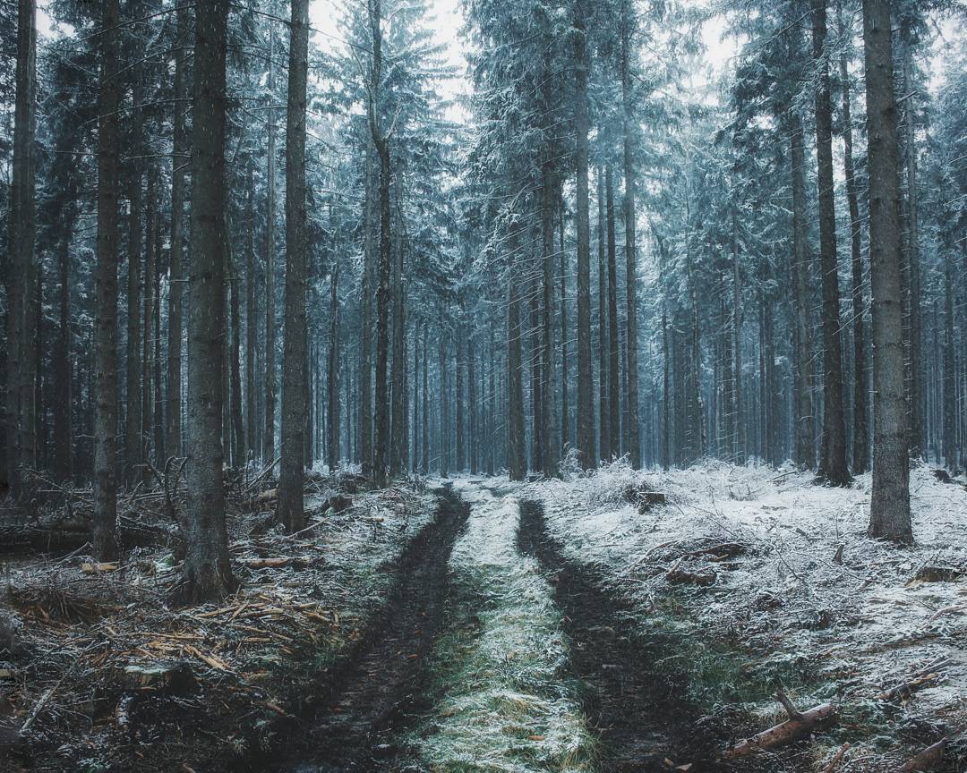 likemosstoflames:  Nature