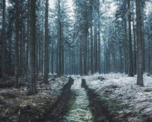 likemosstoflames:  Nature