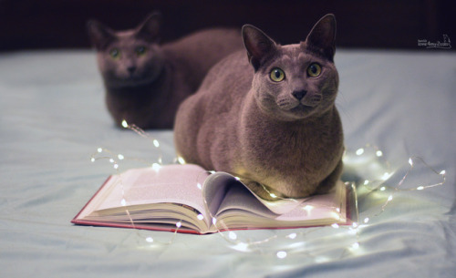 love4my2cats: ‘Magic is realReality is magical’