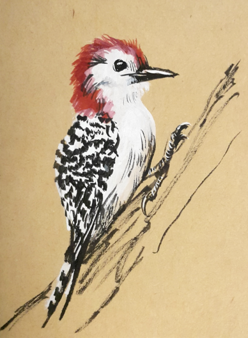 tofuthebold: Red-bellied Woodpecker – why belly when it’s their heads that are red? that