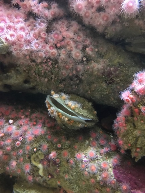 Monterey Bay Aquarium, Monterey California 2017