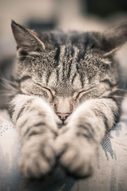 mostlycatsmostly:   (by johanmede) 