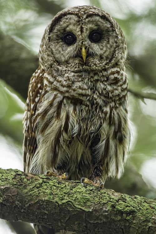 Barred Owl by Dennis Buchner 