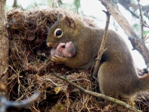 The picture shows a female red squirrel adopting an orphan baby from an abandoned nest. Although squ