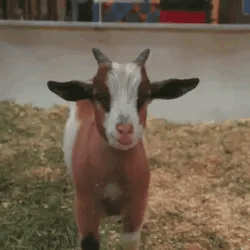 Brown Goat Stimboard For Anon :) 