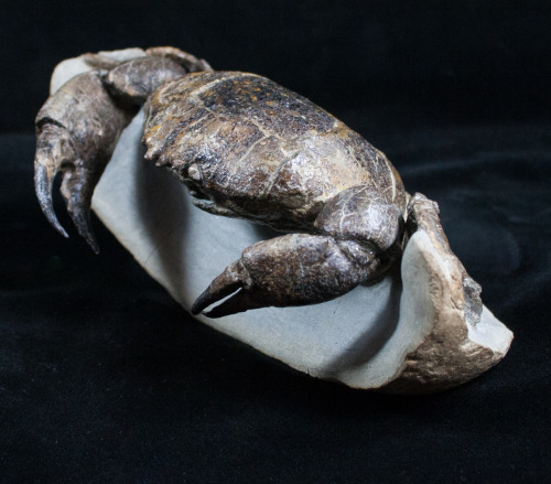 fossilera:A large Miocene aged fossil crab (Tumidocarcinus giganteus) which has been painstakingly p