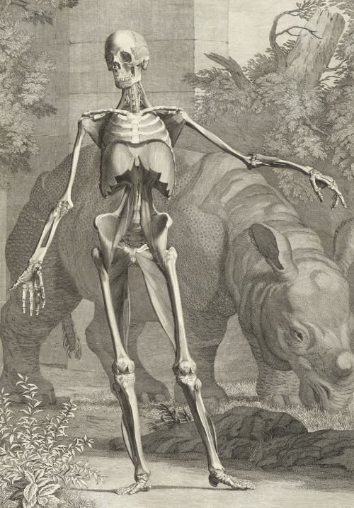 Jan Wandelaar, Clara the rhinoceros and a human skeleton, Tabulae Sceleti et Musculorum Corporis Hum