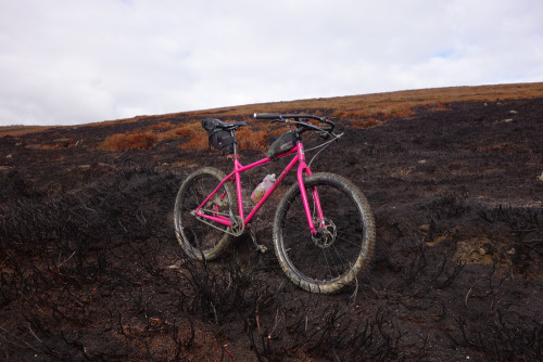 hydrochoerushydrochaeris:  Tea and Dumpets | Blog | Surly Bikes
