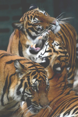 lightexponent:  Malayan Tigers