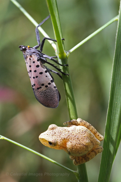 celestialmacros:I finally find a tree frog and a spotted lanternfly decides to photobomb.  They real