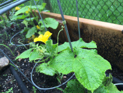 graellsia-isabellae:  My cucumber plant grabbed onto its pole the other day. How cute!