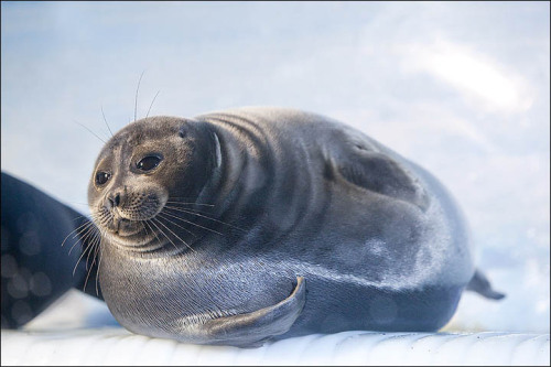 plasticnight: Baikal Seal - Source I was just looking up stuff about Baikal seals and I think they&