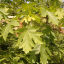 acermacrophyllum