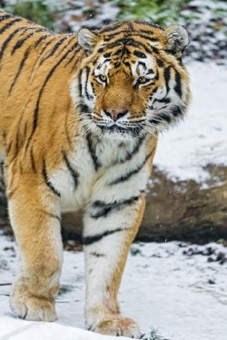 wolverxne:  Coto walking in the snow by Emmanuel Keller 