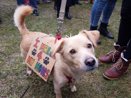 pawsapplause:Just a few of the canine heroes who marched for women and equal rights today. Thanks fo