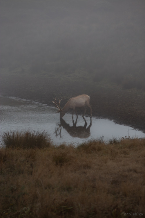 cpleblow:uncle buck©cpleblow (2020)