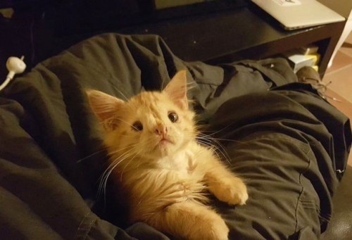 Porn photo catsbeaversandducks:  Romeo The Special Kitten“They