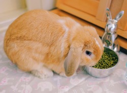 ghibli-bunny:  Tiny baby luffy (although