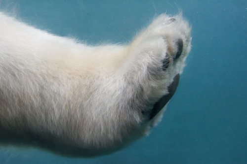 sdzoo: Polar bears have built-in socks. Stiff fur on the sole of each foot keeps the polar bear from