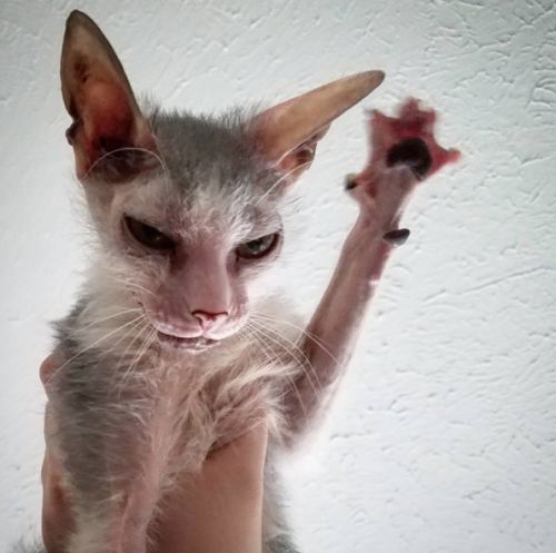 catsbeaversandducks:Possum is definitely the cutest ugly cat in the world.Photos by Possum