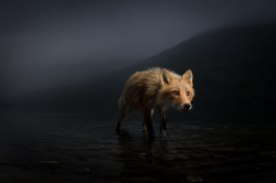 miss-mouth:  nubbsgalore:photos by jonny armstrong of a red fox taken from karluk lake on kodiak island.  Hi, you look like my Rowdy girl.