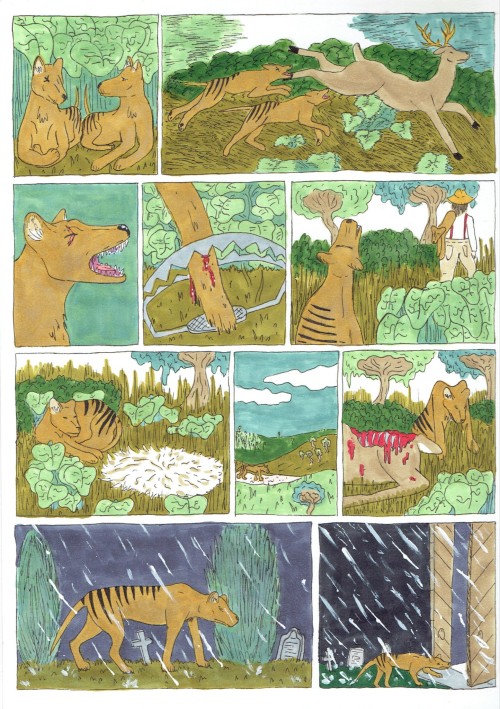 Thylacine