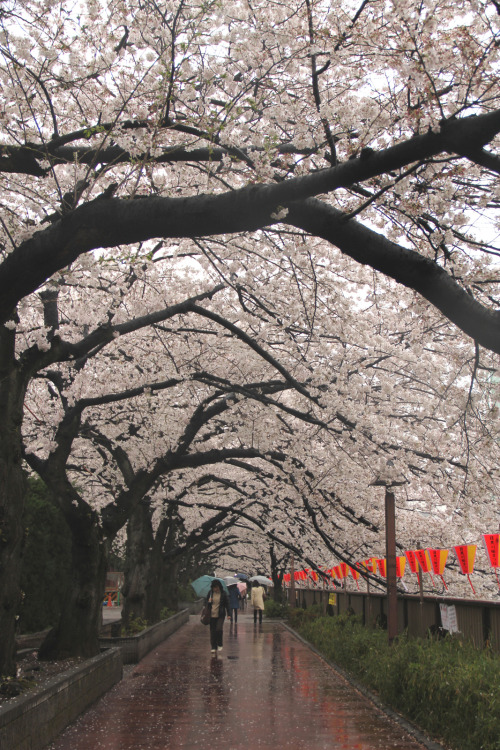 IMG_8724 Cherry blossom in rain, Tokyo March 27, 2013By : Yuko M