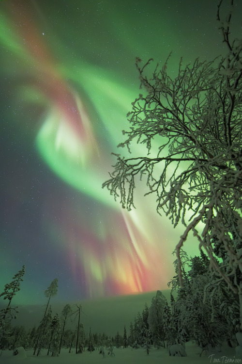 tiinatormanenphotography:  X - Mas Auroras.  23th Dec 2014, Southern Lapland, Finland.  by Tiina Törmänen 