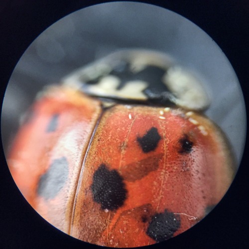 A ladybug, up close.