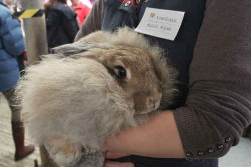 More photos from Yarndale, artwork, angora bunnies, alpacas and giant sheep costumes!