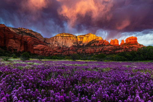 drxgonfly:Arizona Wildflowers (byGuy Schmickle)Flagstaff & Sedona Arizonawebsite | art show sche