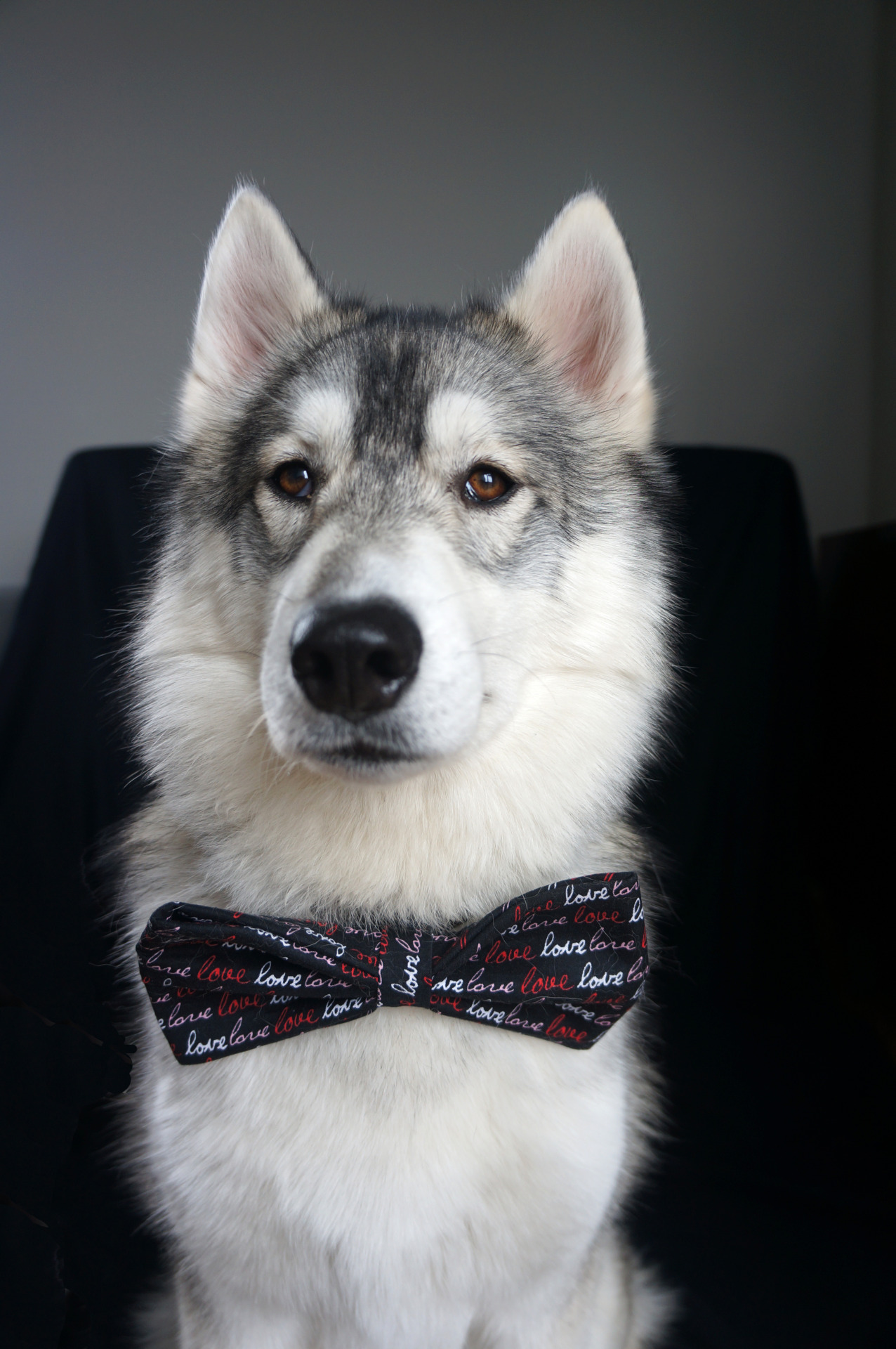 borisandtasha:  A gentleman and a scholar. Custom bow tie by k9creations2.14.15