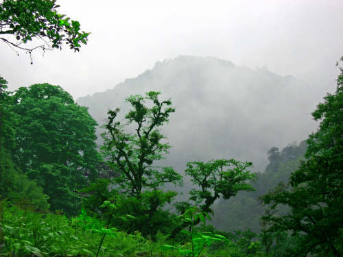 b0hemian-elephant: into—the—forest: Rud Khan Fort in The Northern Jungles of Iran, temperate rainfor