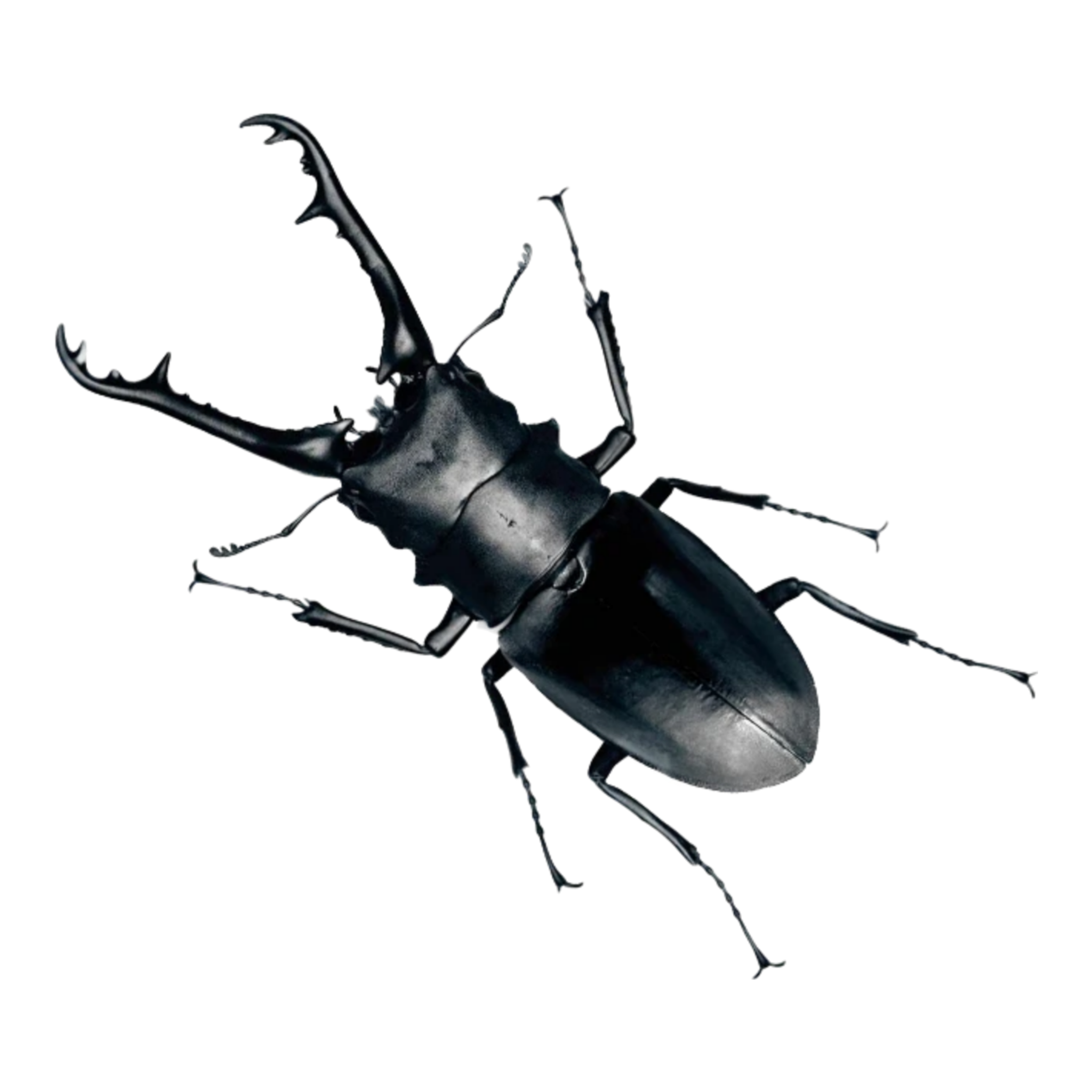 black critter