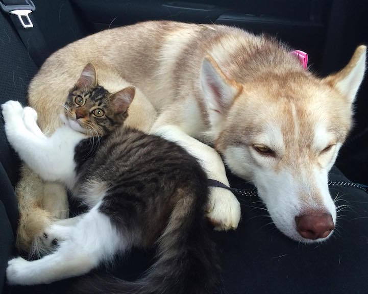 bobbycaputo:    Three Huskies Are Inseparable Best Friends with a Dying Kitten They